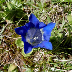 Photographie n°2377421 du taxon Gentiana alpina Vill. [1779]