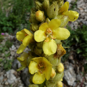 Photographie n°2377426 du taxon Verbascum thapsus L. [1753]