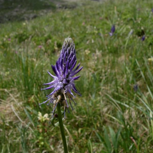 Photographie n°2377428 du taxon Phyteuma betonicifolium Vill. [1785]