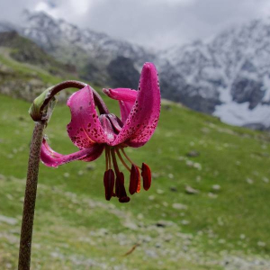 Photographie n°2377429 du taxon Lilium martagon L.