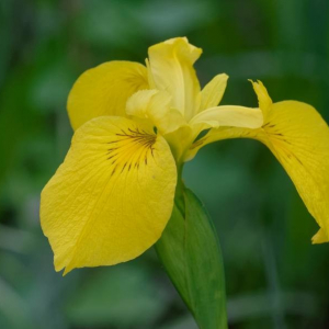 Photographie n°2377431 du taxon Iris pseudacorus L.