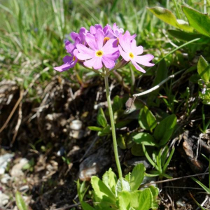 Photographie n°2377435 du taxon Primula farinosa L. [1753]