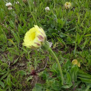 Photographie n°2377449 du taxon Urospermum dalechampii (L.) Scop. ex F.W.Schmidt [1795]