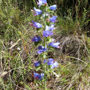 Photographie n°2377451 du taxon Echium vulgare L. [1753]