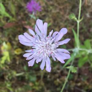 Photographie n°2377697 du taxon Knautia arvensis (L.) Coult. [1828]