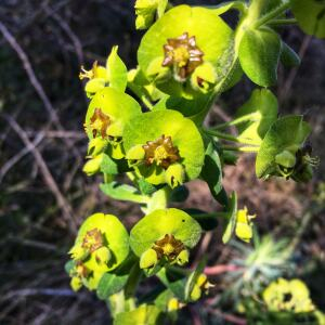  - Euphorbia angulosa Boiss. [1838]