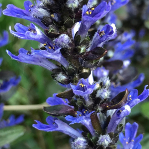 Photographie n°2378135 du taxon Ajuga reptans L. [1753]