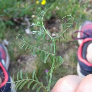 Photographie n°2378172 du taxon Vicia hirsuta (L.) Gray [1821]