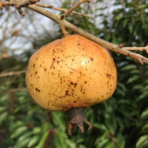 Photographie n°2378454 du taxon Punica granatum L. [1753]