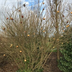 Photographie n°2378456 du taxon Punica granatum L. [1753]