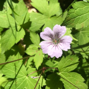 Photographie n°2378608 du taxon Geranium nodosum L.