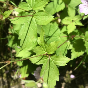 Photographie n°2378609 du taxon Geranium nodosum L.