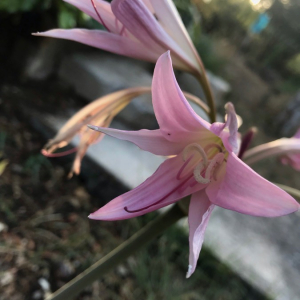 Photographie n°2378626 du taxon Amaryllis belladonna L. [1753]