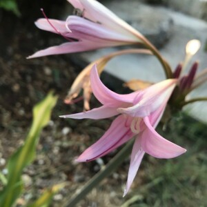 Photographie n°2378627 du taxon Amaryllis belladonna L. [1753]