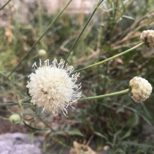 Photographie n°2378629 du taxon Cephalaria leucantha (L.) Schrad. ex Roem. & Schult. [1818]