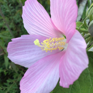 Photographie n°2378642 du taxon Hibiscus palustris L. [1753]