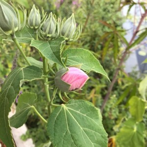 Photographie n°2378644 du taxon Hibiscus palustris L. [1753]