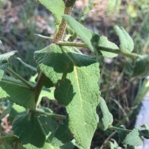 Photographie n°2378648 du taxon Verbascum sinuatum L. [1753]