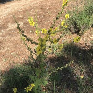 Photographie n°2378649 du taxon Verbascum sinuatum L. [1753]