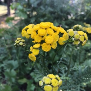  - Tanacetum vulgare L. [1753]