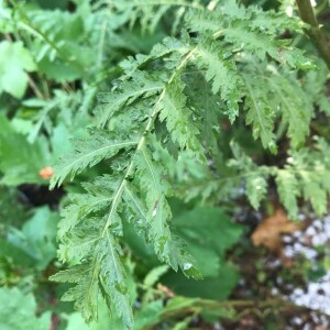 Photographie n°2378661 du taxon Tanacetum vulgare L. [1753]