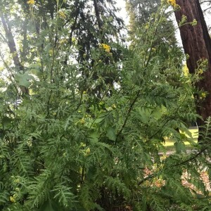 Photographie n°2378662 du taxon Tanacetum vulgare L. [1753]