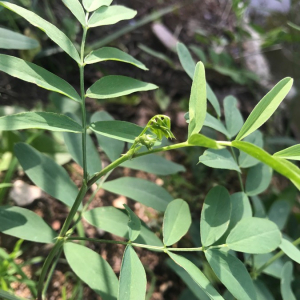 Photographie n°2378673 du taxon Galega officinalis L. [1753]