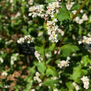 Photographie n°2378683 du taxon Fagopyrum esculentum Moench [1794]