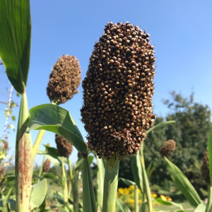 Photographie n°2378689 du taxon Sorghum bicolor (L.) Moench [1794]