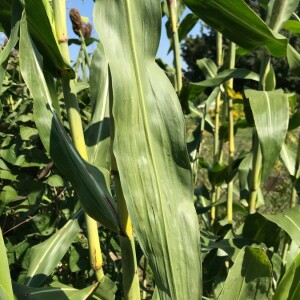 Photographie n°2378690 du taxon Sorghum bicolor (L.) Moench [1794]