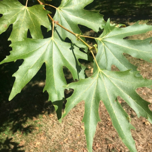 Photographie n°2378692 du taxon Platanus orientalis L. [1753]