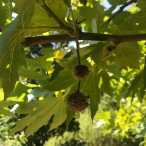 Photographie n°2378693 du taxon Platanus orientalis L. [1753]