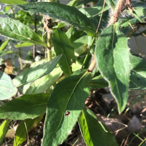 Photographie n°2378711 du taxon Hieracium umbellatum L. [1753]