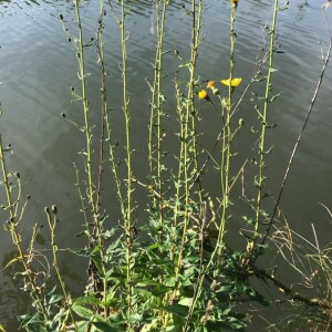 Photographie n°2378712 du taxon Hieracium umbellatum L. [1753]