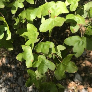 Photographie n°2378746 du taxon Acer monspessulanum L. [1753]