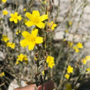 Photographie n°2378747 du taxon Lactuca viminea (L.) J.Presl & C.Presl [1819]