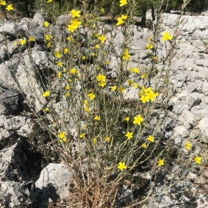 Photographie n°2378748 du taxon Lactuca viminea (L.) J.Presl & C.Presl [1819]