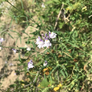 Photographie n°2378773 du taxon Linaria repens (L.) Mill. [1768]