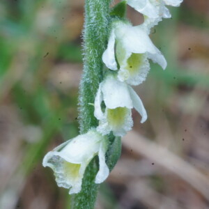 Photographie n°2378819 du taxon Spiranthes spiralis (L.) Chevall. [1827]