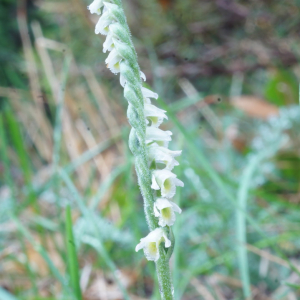 Photographie n°2378821 du taxon Spiranthes spiralis (L.) Chevall. [1827]