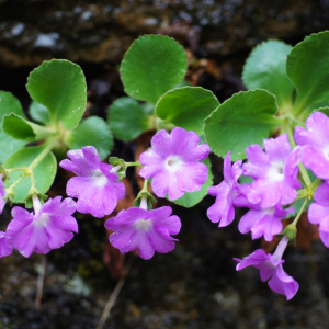 Photographie n°2378855 du taxon Primula hirsuta All. [1773]