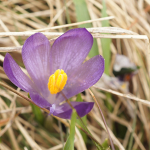 Photographie n°2378857 du taxon Crocus vernus (L.) Hill [1765]