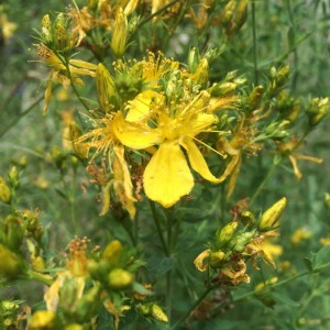 Photographie n°2378926 du taxon Hypericum perforatum L. [1753]
