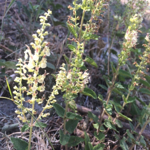 Photographie n°2378936 du taxon Teucrium scorodonia L. [1753]