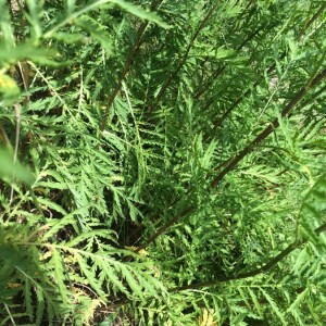 Photographie n°2378949 du taxon Tanacetum vulgare L. [1753]