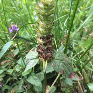 Photographie n°2378952 du taxon Prunella vulgaris L.