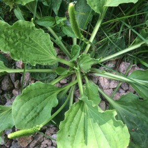 Photographie n°2378954 du taxon Plantago major L.