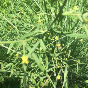 Photographie n°2378979 du taxon Sisymbrium officinale (L.) Scop. [1772]