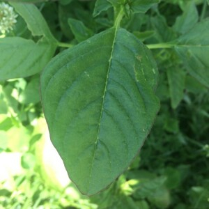 Photographie n°2378981 du taxon Amaranthus spinosus L. [1753]