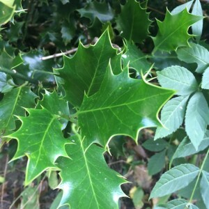 Photographie n°2379004 du taxon Ilex aquifolium L.